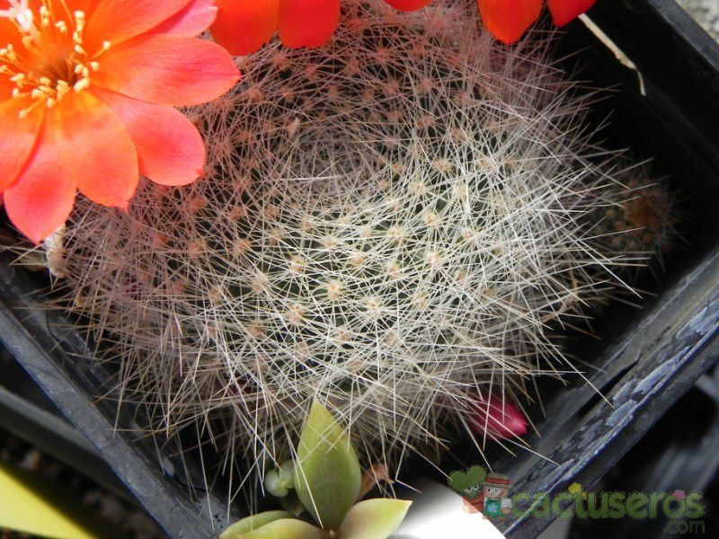Una foto de Rebutia minuscula var. wessneriana