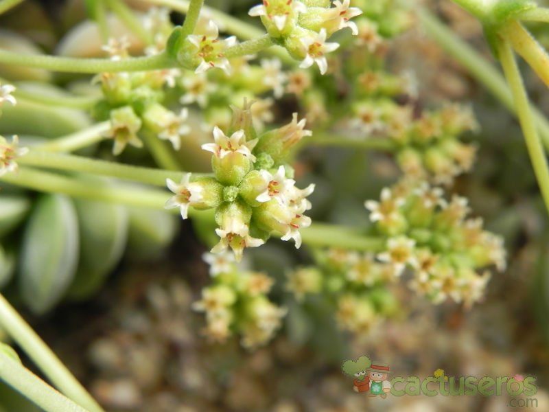 A photo of Crassula sericea var. velutina