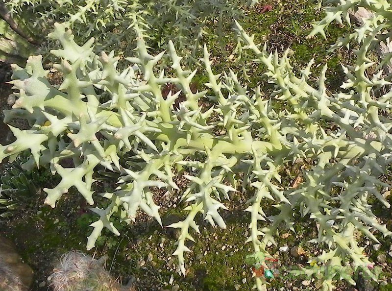 Una foto de Euphorbia stenoclada