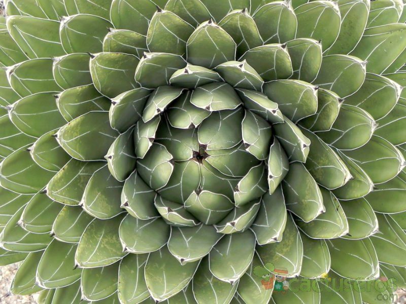 Una foto de Agave victoriae-reginae