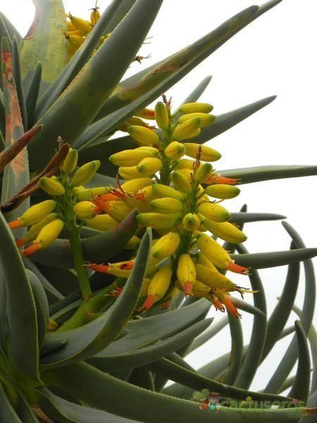 Una foto de Aloe dichotoma ssp. dichotoma
