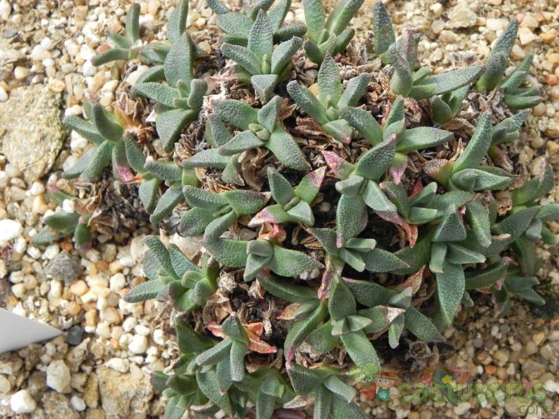 A photo of Nananthus vittatus
