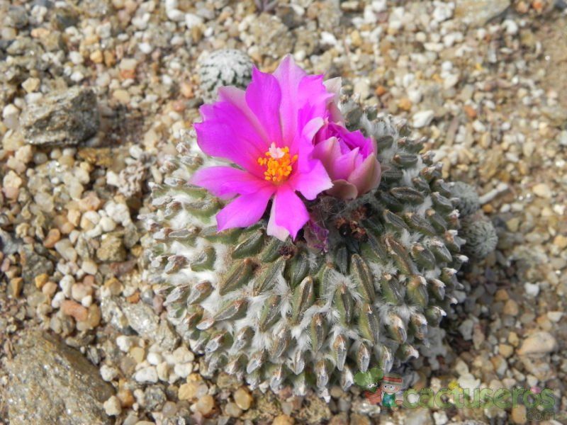 Una foto de Pelecyphora aselliformis