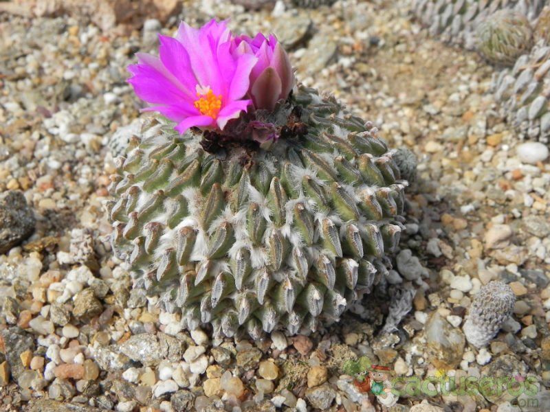 Una foto de Pelecyphora aselliformis