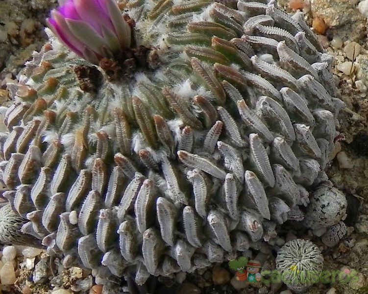 Una foto de Pelecyphora aselliformis
