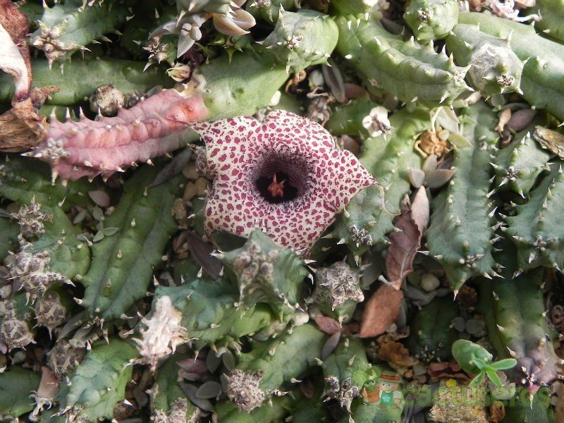A photo of Huernia hislopii