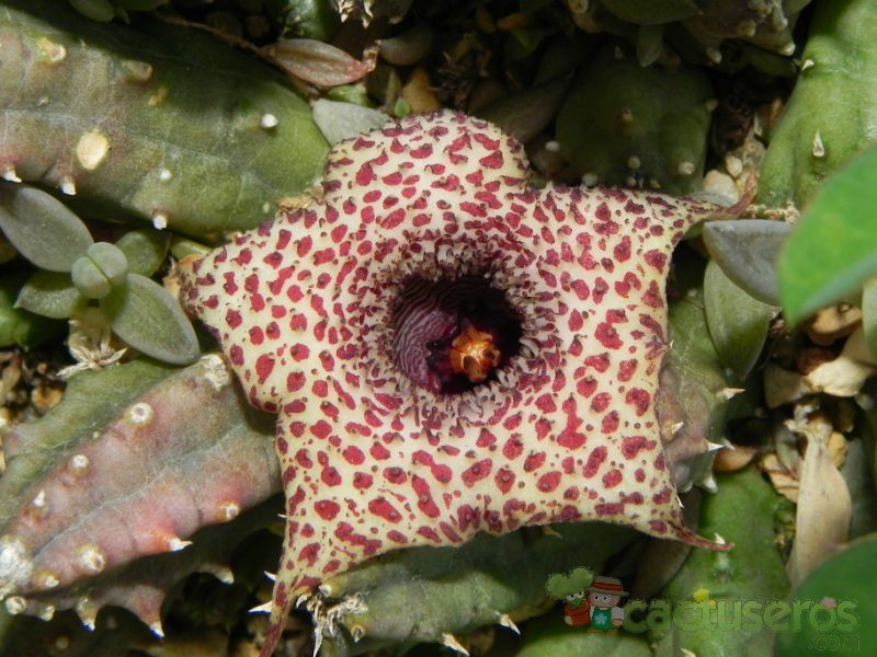 Una foto de Huernia hislopii