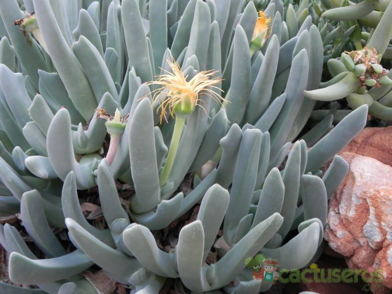 Una foto de Cheiridopsis denticulata