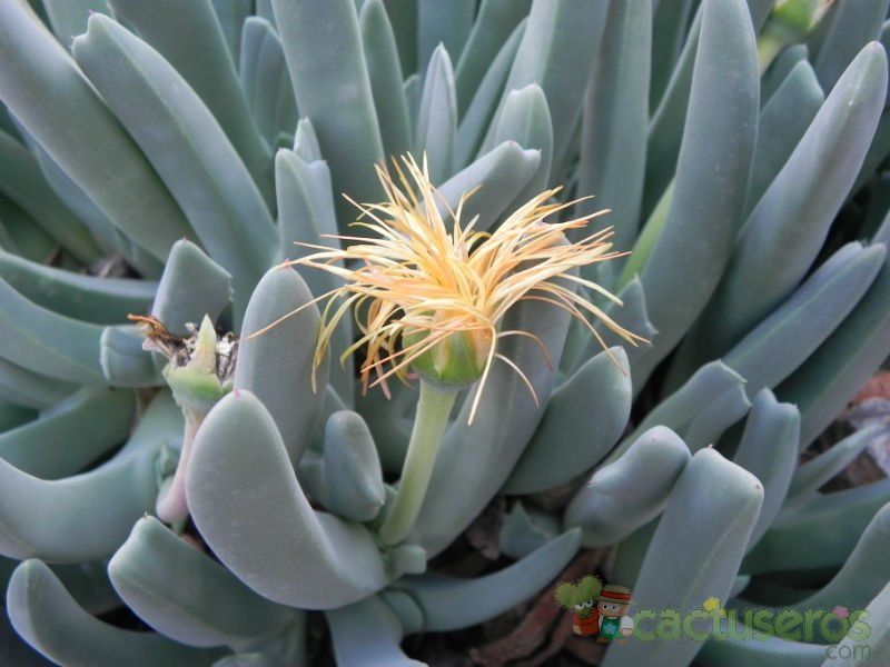 Una foto de Cheiridopsis denticulata