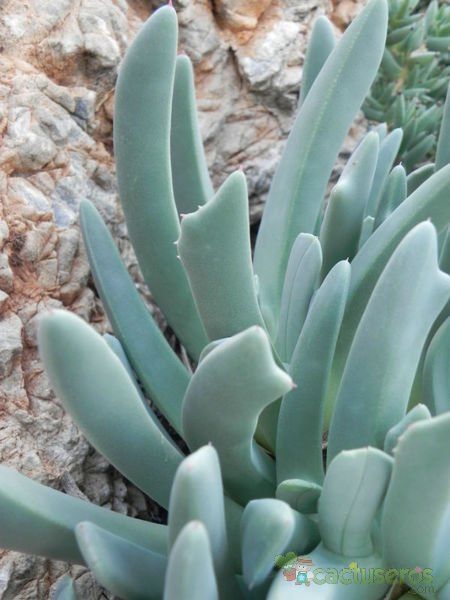 Una foto de Cheiridopsis denticulata