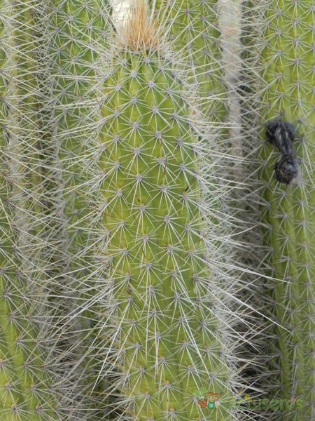 A photo of Echinopsis camarguensis