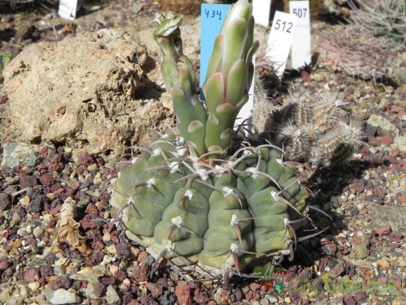 A photo of Gymnocalycium ochoterenae subsp. vatteri