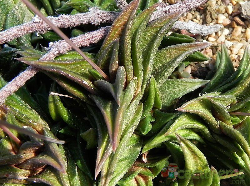 Una foto de Haworthia nigra