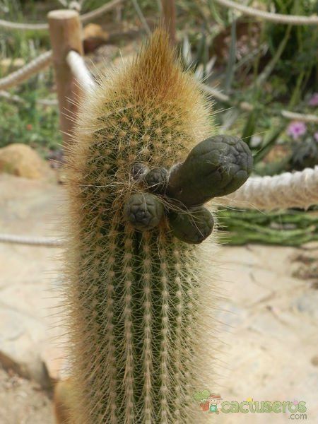 A photo of Pilosocereus chrysostele