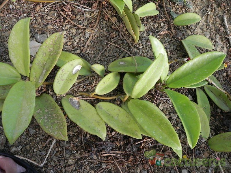 Una foto de Hoya pubicalyx