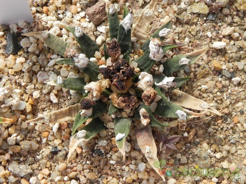 Una foto de Ariocarpus agavioides