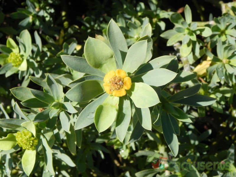 A photo of Euphorbia balsamifera subsp. balsamifera