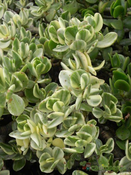 Una foto de Crassula ovata fma. variegada