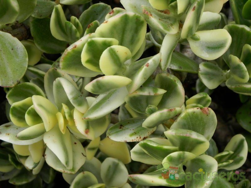 Una foto de Crassula ovata fma. variegada