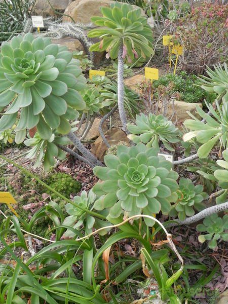 Una foto de Aeonium urbicum