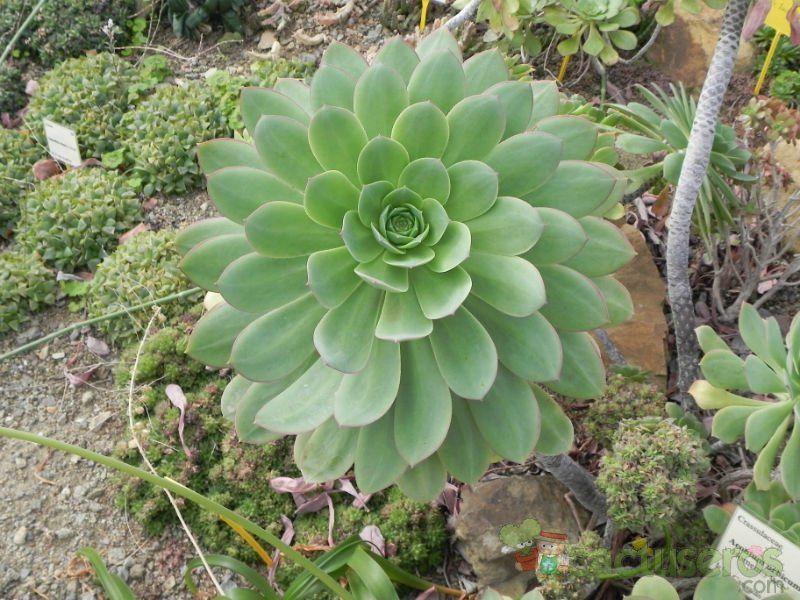 Una foto de Aeonium urbicum