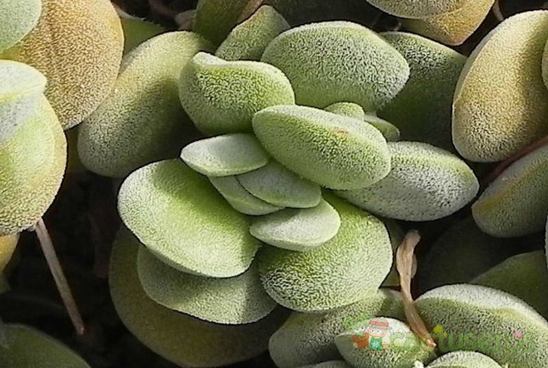 A photo of Crassula sericea var. velutina