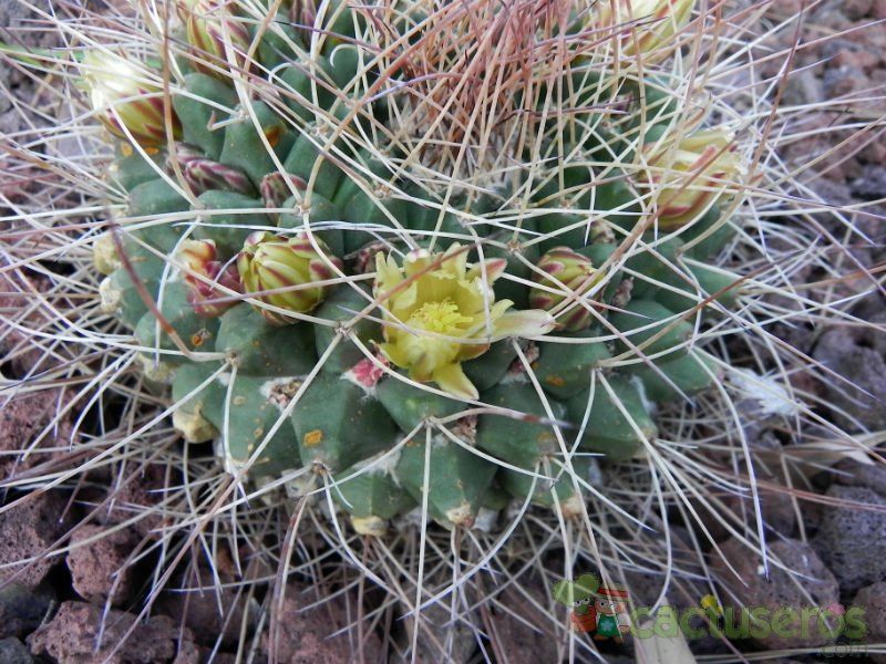 A photo of Mammillaria winterae