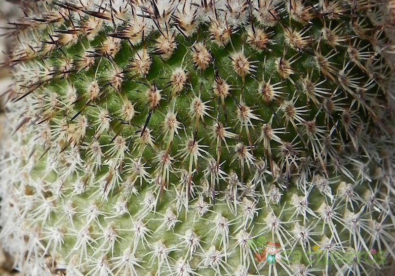 Una foto de Epithelantha micromeris subsp. unguispina