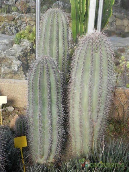 Una foto de Carnegiea gigantea