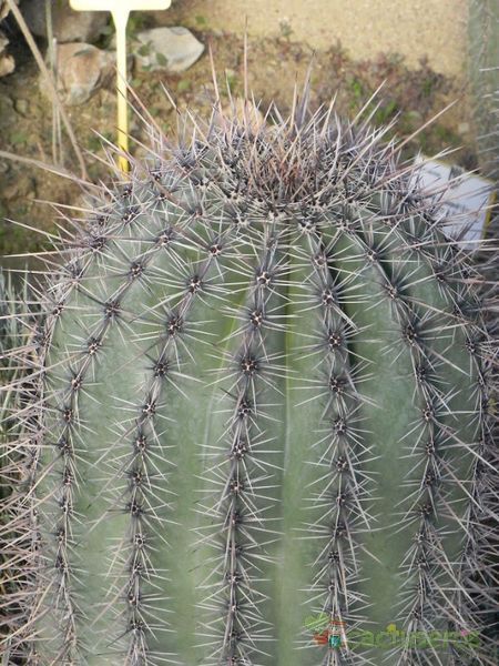 Una foto de Carnegiea gigantea