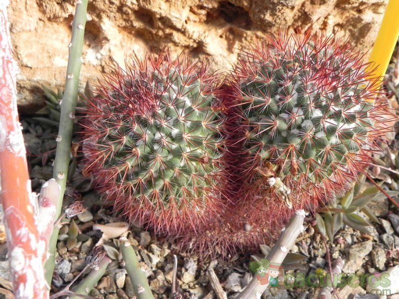 Una foto de Mammillaria rhodantha ssp. rhodantha