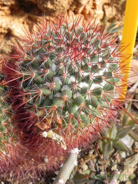 Una foto de Mammillaria rhodantha ssp. rhodantha