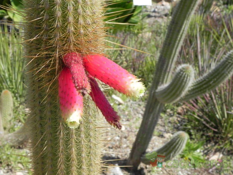 Una foto de Cleistocactus variispinus