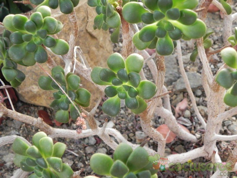 A photo of Aeonium lindleyi