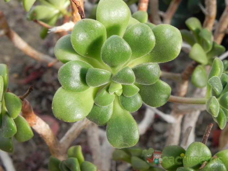 Una foto de Aeonium lindleyi