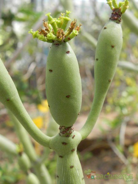 A photo of Euphorbia alluaudii subsp. oncoclada