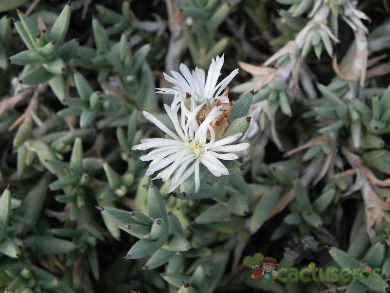 A photo of Trichodiadema mirabile  