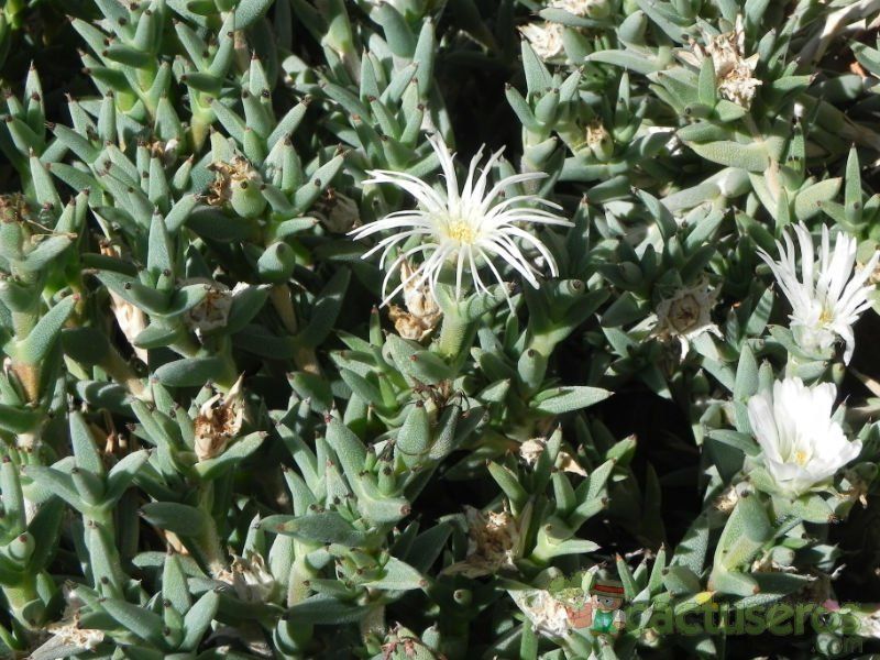 A photo of Trichodiadema mirabile  