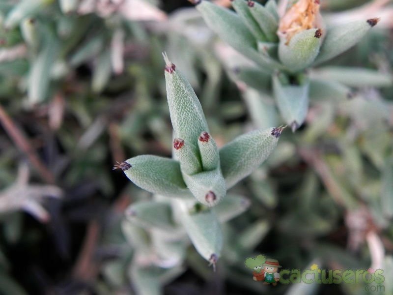 A photo of Trichodiadema mirabile  