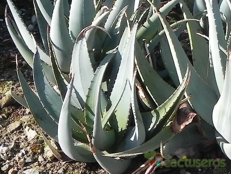 Una foto de Aloe claviflora