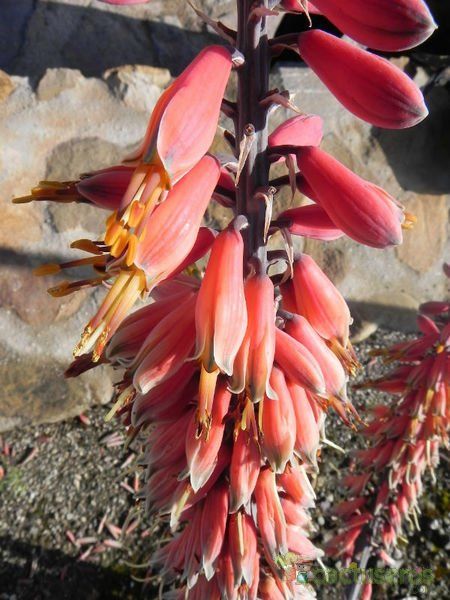 A photo of Aloe claviflora