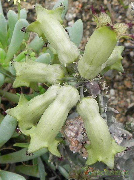 A photo of Caralluma solenophora  