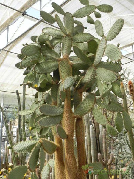 Una foto de Opuntia galapageia