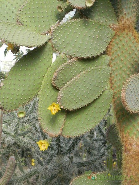Una foto de Opuntia galapageia