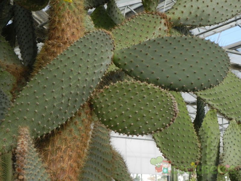 Una foto de Opuntia galapageia