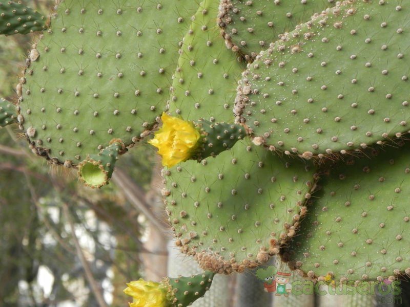 Una foto de Opuntia galapageia