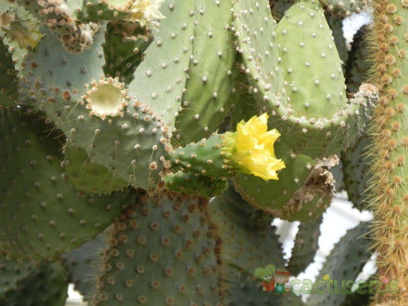 Una foto de Opuntia galapageia
