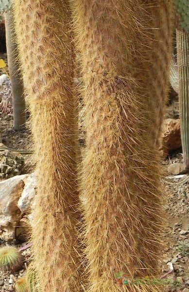 Una foto de Opuntia galapageia