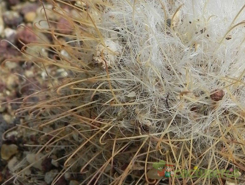 Una foto de Mammillaria aurihamata