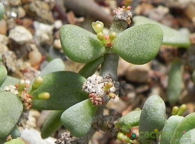 Una foto de Ceraria pygmaea  